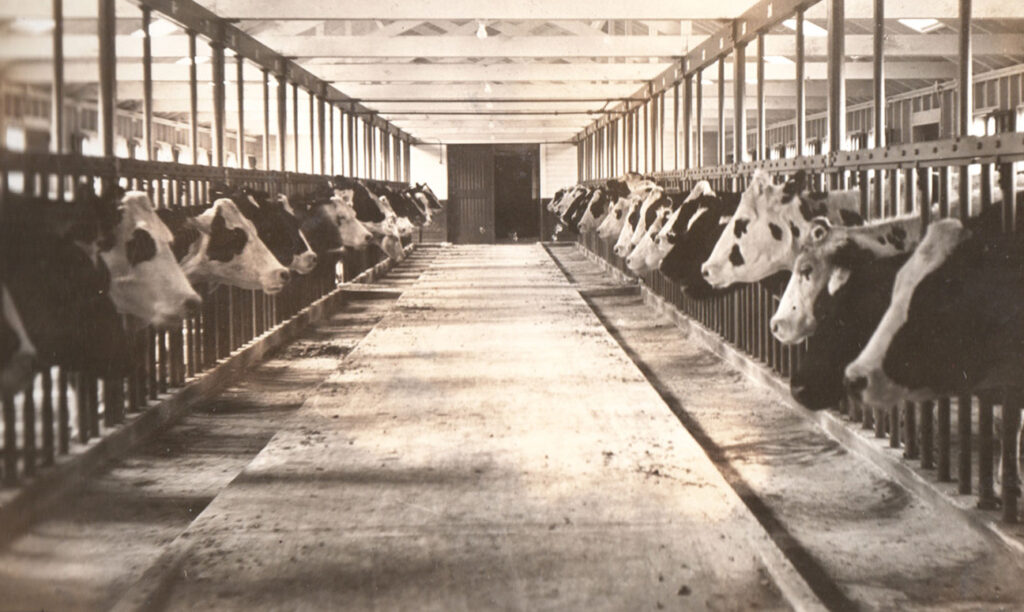 Union Printers home cattle farm